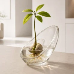 Avocado Vase - Glasvase zum Keimen von Avocadokernen