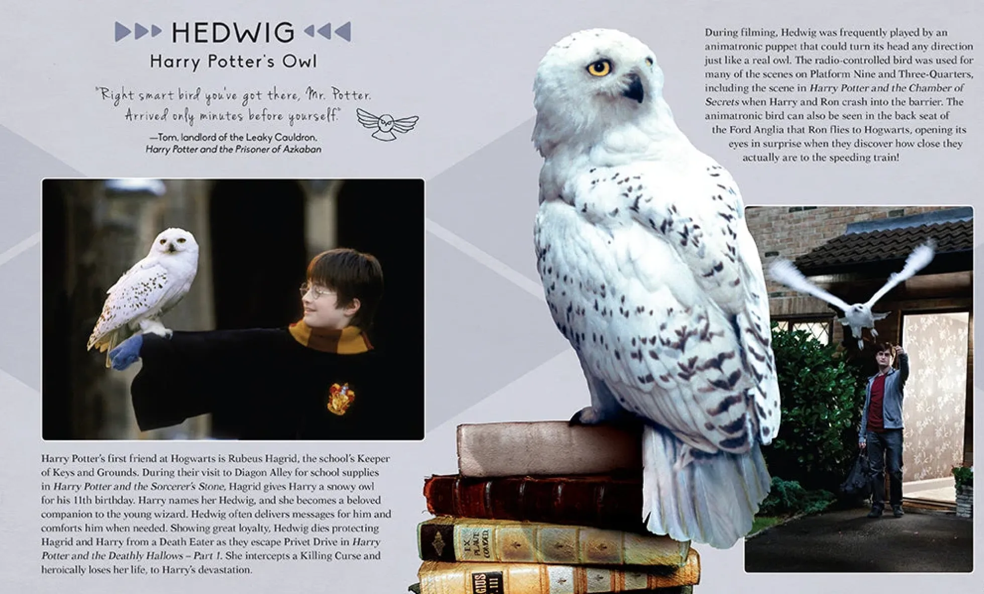 Harry Potter Hedwig 3D-Holzbausatz