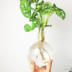 Hydrovase in Kolbenform mit Ständer