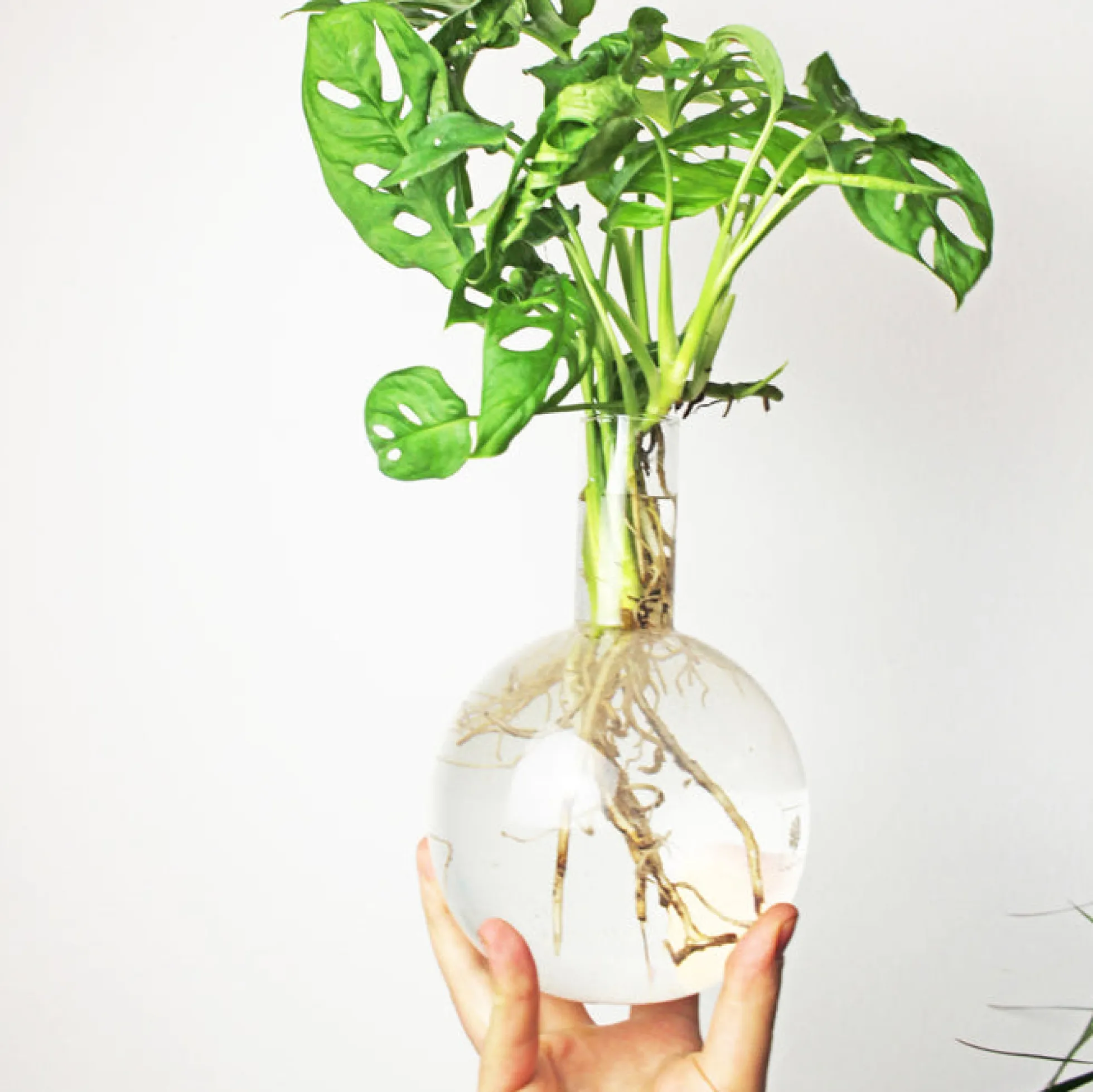 Hydrovase in Kolbenform mit Ständer