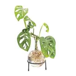 Hydrovase in Kolbenform mit Ständer