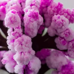 Magic Sakura - Magisch Wachsender Kirschbaum