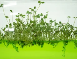 Plantarium Super