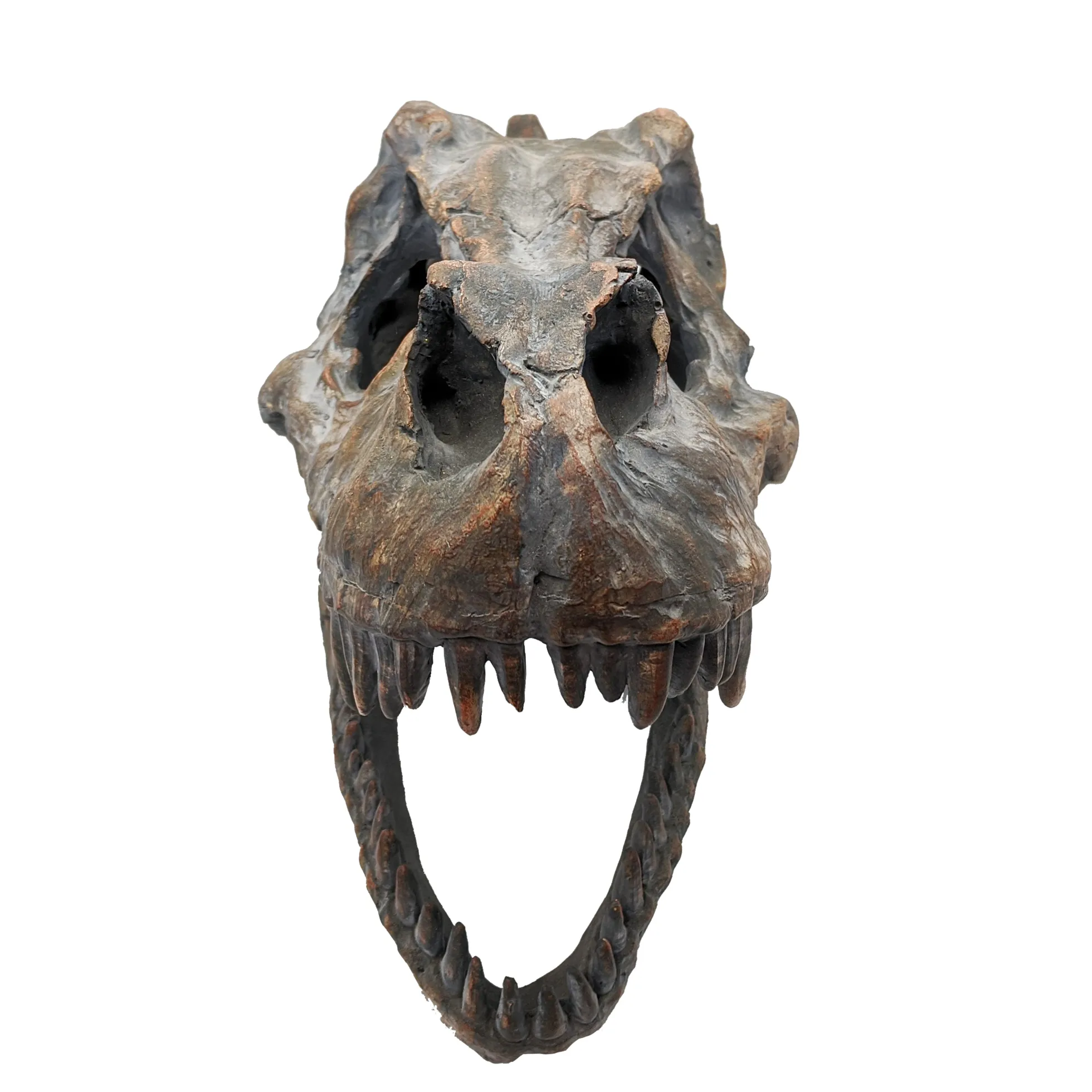 Tyrannosaurus Rex-Schädel