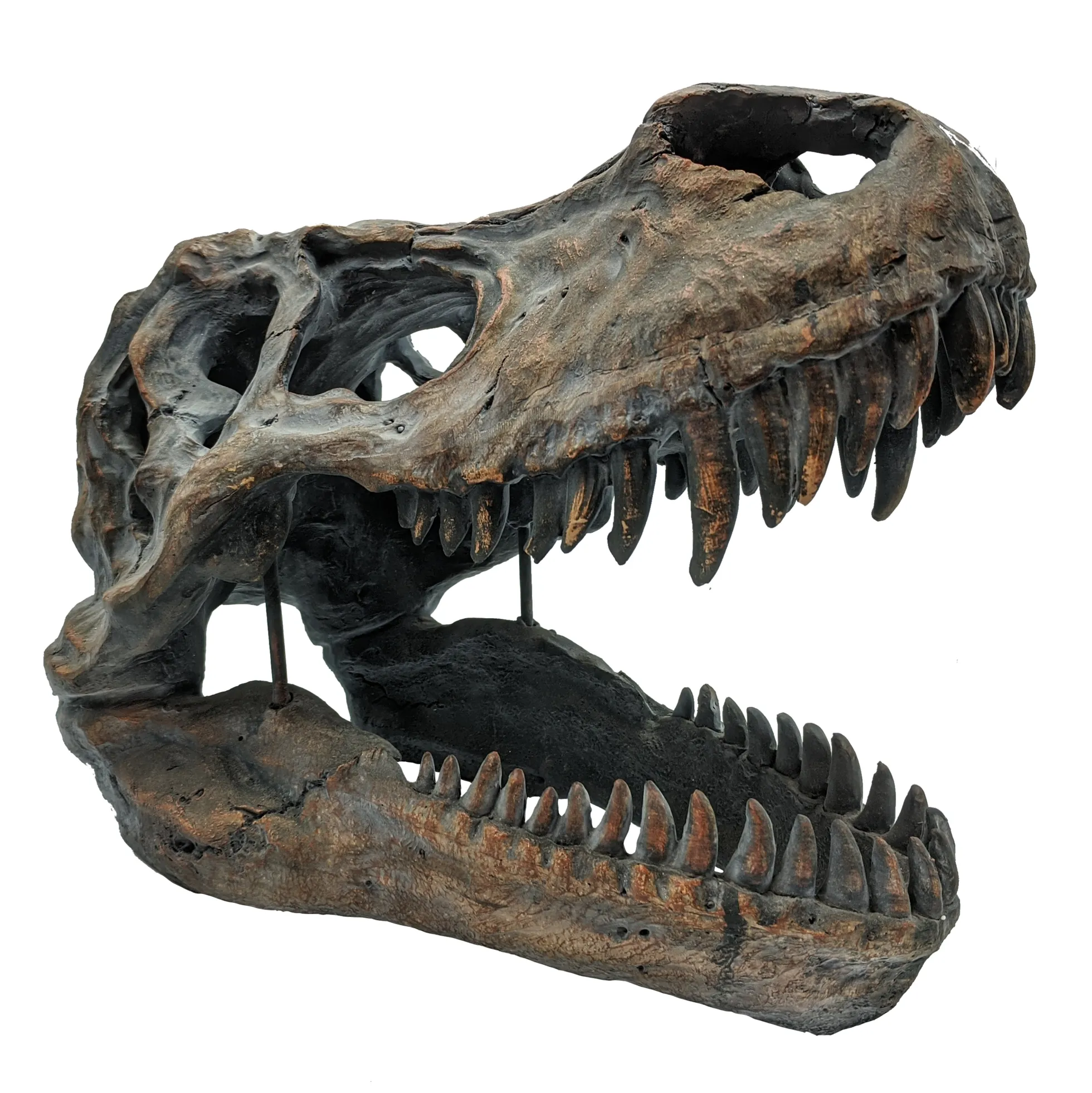 Tyrannosaurus Rex-Schädel