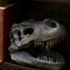 Tyrannosaurus Rex-Schädel