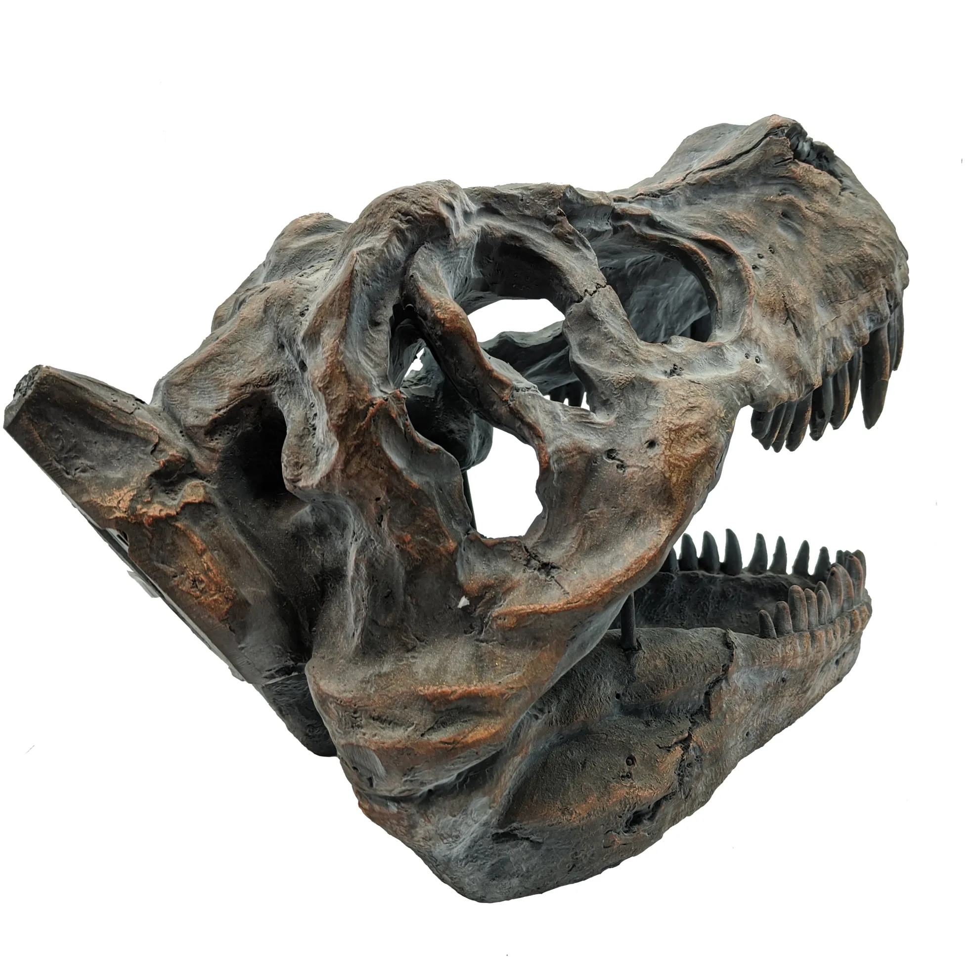 Tyrannosaurus Rex-Schädel