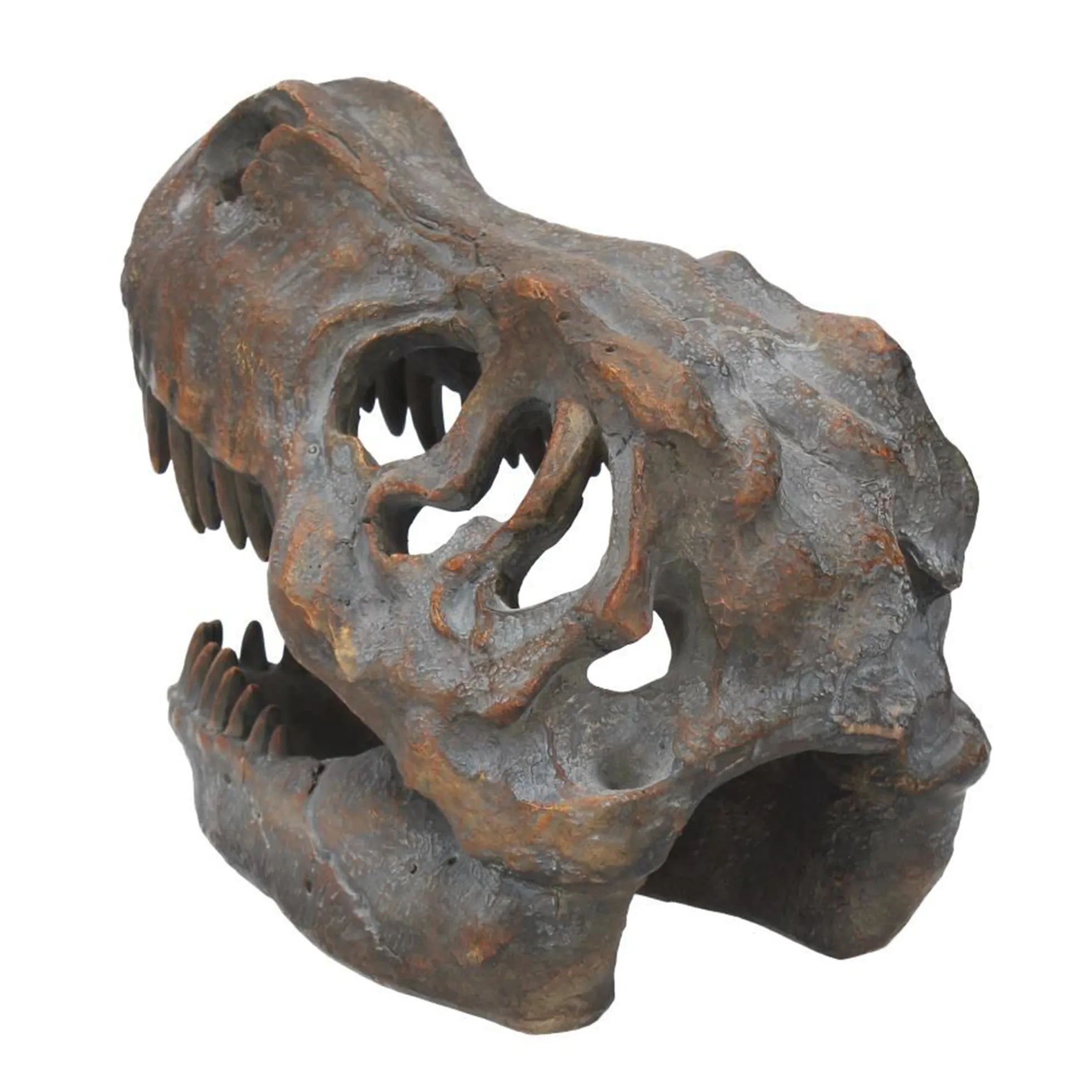 Tyrannosaurus Rex-Schädel