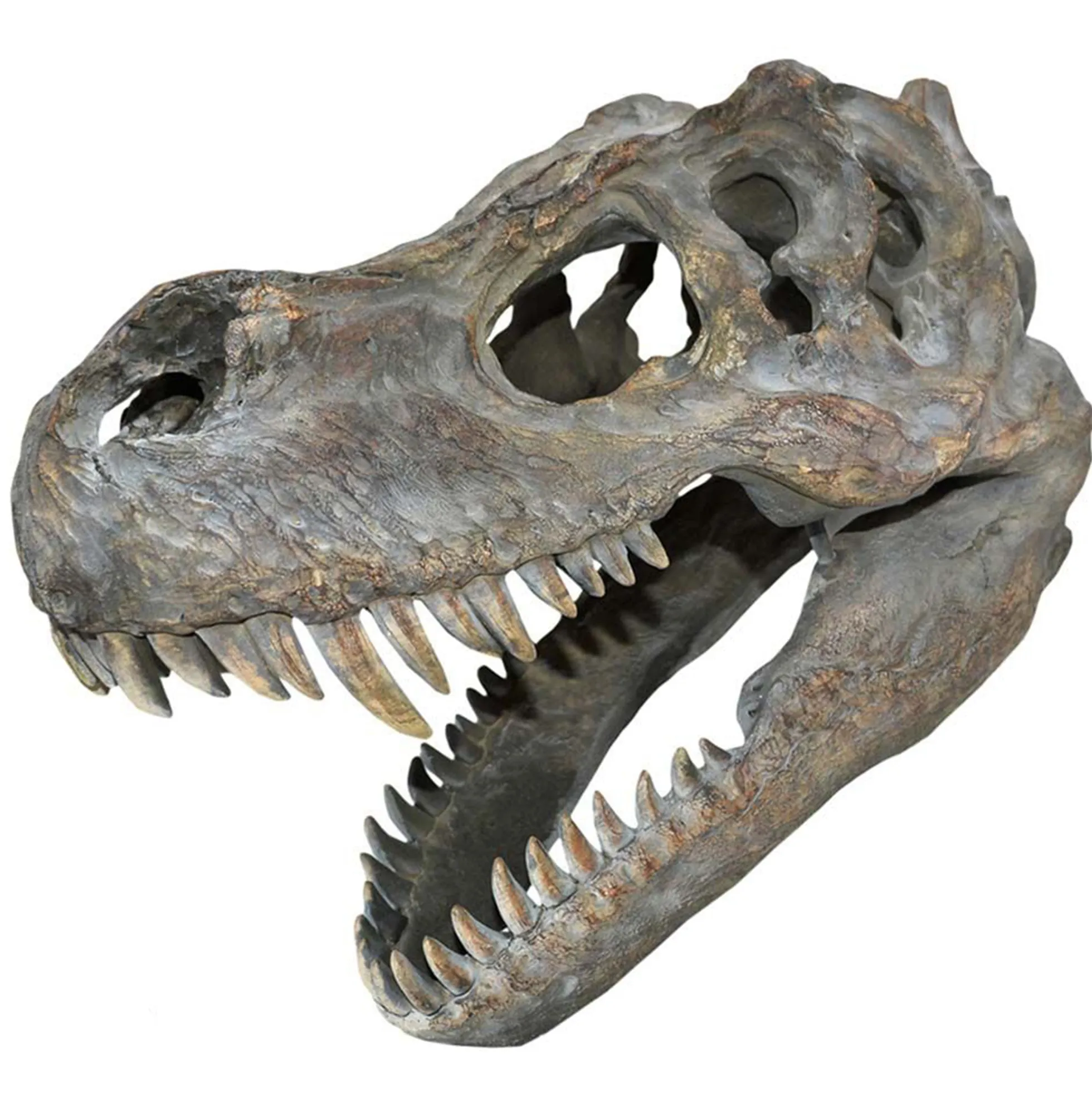 Tyrannosaurus Rex-Schädel