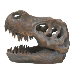 Tyrannosaurus Rex-Schädel