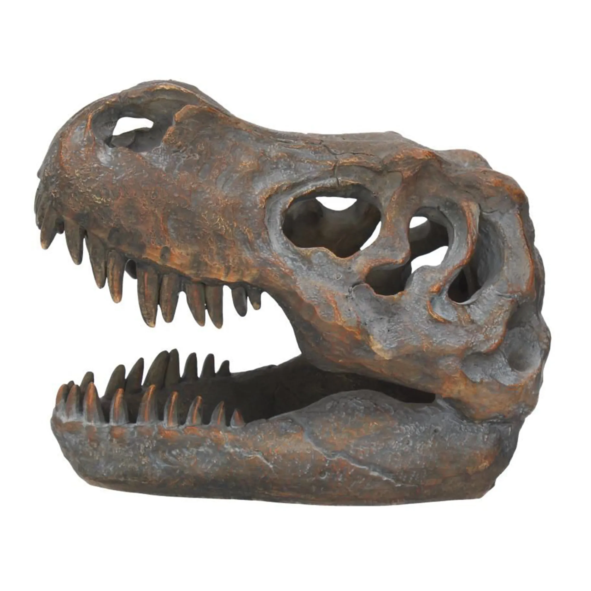 Tyrannosaurus Rex-Schädel